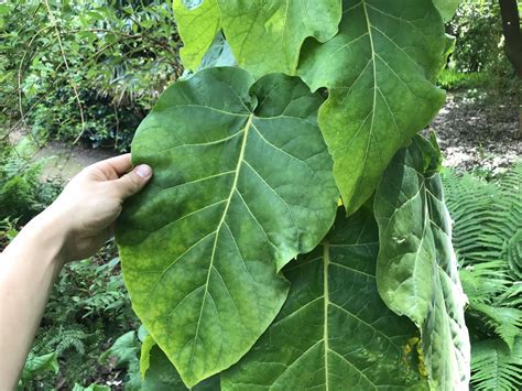 Cyphomandra Betacea Tamarillo Grow Paradise