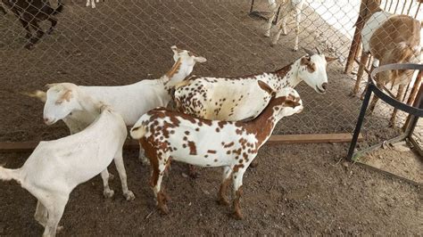 Barbari Goat Wholesale Price And Mandi Rate For Bari Goat