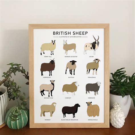 British Sheep Breeds Illustration Print Etsy Uk