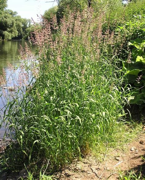 Phalaris Arundinacea Ruban De Bergère Plantation Culture Entretien