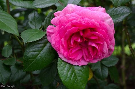 Stanley Park Rose Garden » Vancouver Blog Miss604