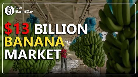 Top 10 Banana Producers In The World Youtube