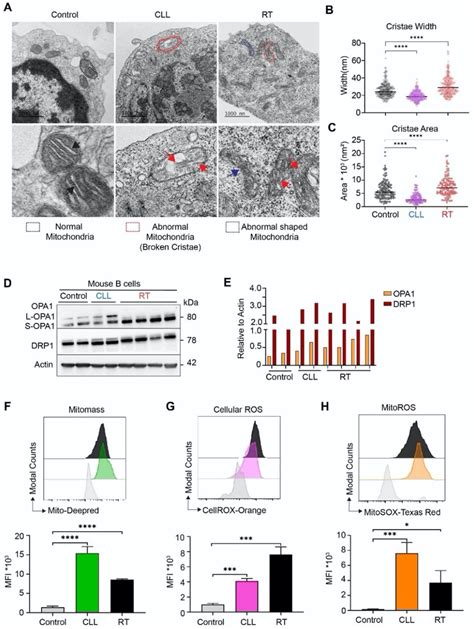 Staining Cells With Mitosox Thermo Fisher Bioz