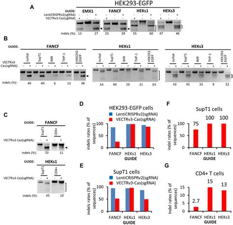 Vectrv Cas Sgrna Mediated Genome Editing Of The Native Loci In