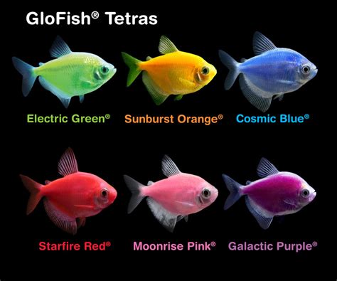 GloFish® Brand of Spectrum Brands Pet LLC Expands Fluorescent Fish ...