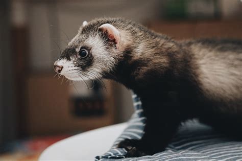 Ferret Food – Petsmont