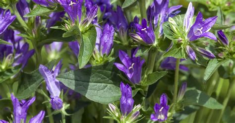 Campanula glomerata Acaulis Garten Knäuel Glockenblume Acaulis