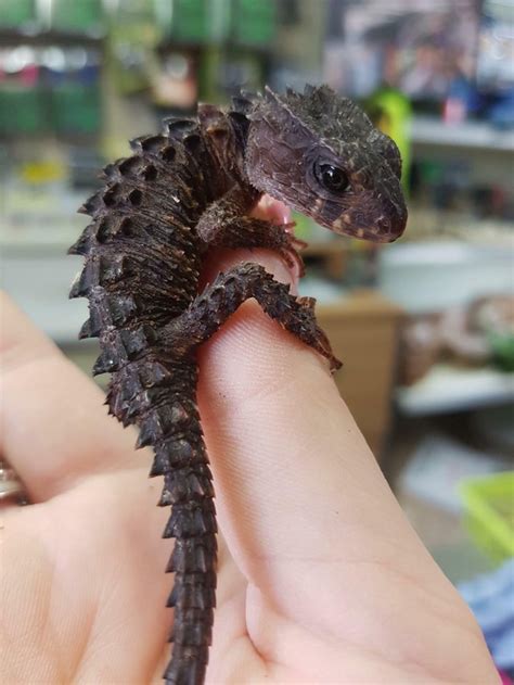 Lizard That Looks Like A Dragon