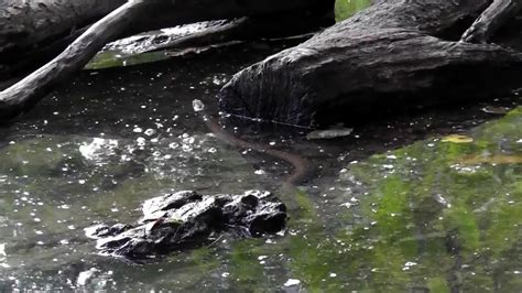 Bella Vista Ar Water Moccasin Aka Cottonmouth Or Harmless Water