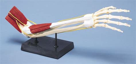 Ellenbogengelenk mit Muskulatur | PhysioSupplies.de