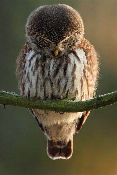 24 Real Life Angry Birds Who Look Super Pissed Off