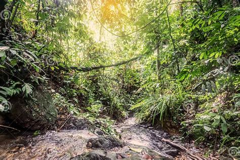 Tropical Rainforest In Bukit Lawang Sumatra Indonesia Stock Photo