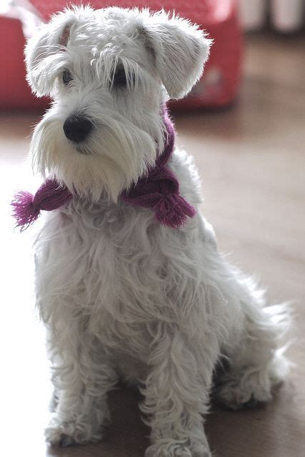 White Ish Mini Schnauzer Schnauzer Grooming Schnauzer Puppy Dog