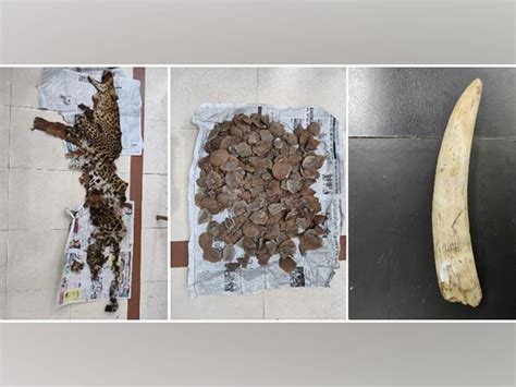 Odisha Stf Seizes Leopard Skin Elephant Tusk Pangolin Scales One