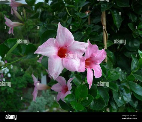 Pink Mandevilla Flower Hi Res Stock Photography And Images Alamy