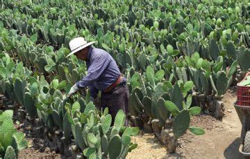 Arranca Reconversi N De Cultivos En Quer Taro