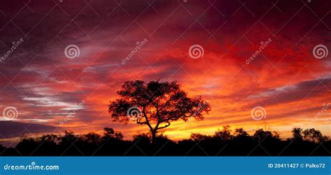 African Sunset Panoramic Background With Silhouette Of Animals Royalty ...