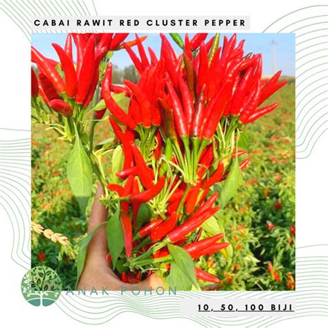 Jual Benih Bibit Biji Cabai Rawit Red Cluster Pepper Seeds Import