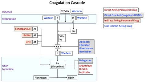 Coagulation Cascade Warfarin