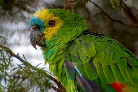 Papagaio Origem Caracter Sticas Alimenta O Habitat E Reprodu O