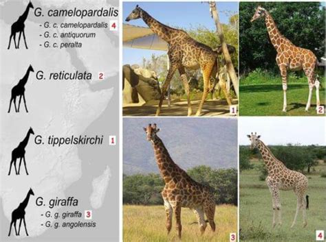 Especies De Jirafa Tipos De Jirafas