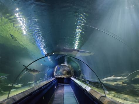 Top Things to See in Deep Sea World Edinburgh Aquarium