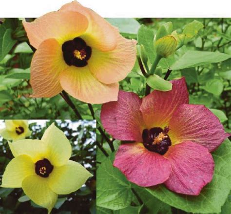 What Is The Economic Importance Of Hibiscus Flower Best Flower Site