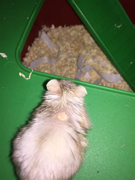 Just Noticed My Hamster Has A Kind Of Lump Thing On His Back And Just