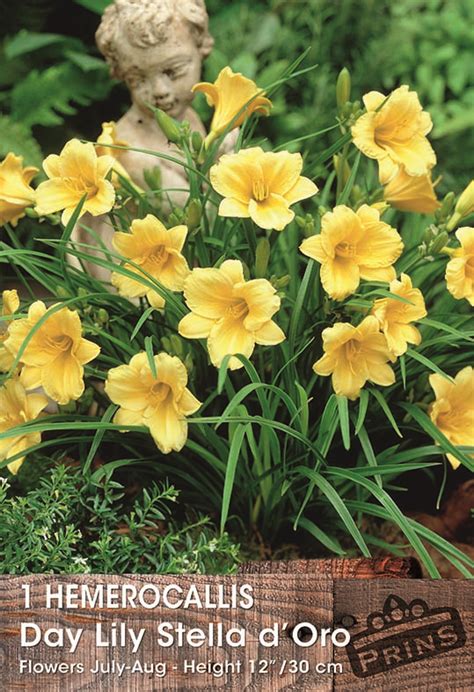 Hemerocallis Day Lily Stella D Or WPC Prins Quality Bulb Tuber Pack