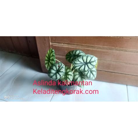 Jual Keladi Tengkorak Silver Alocasia Dragon Silver Termurah Langsung