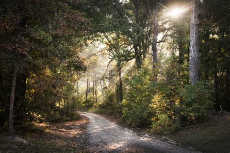 Sunrise through Woods ~ Nature Photos on Creative Market