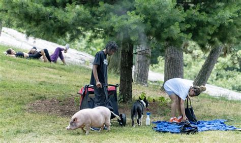 Pet Pig Central Park Ben Hagen Flickr