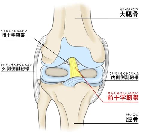 前十字靭帯断裂 ひげのブログ