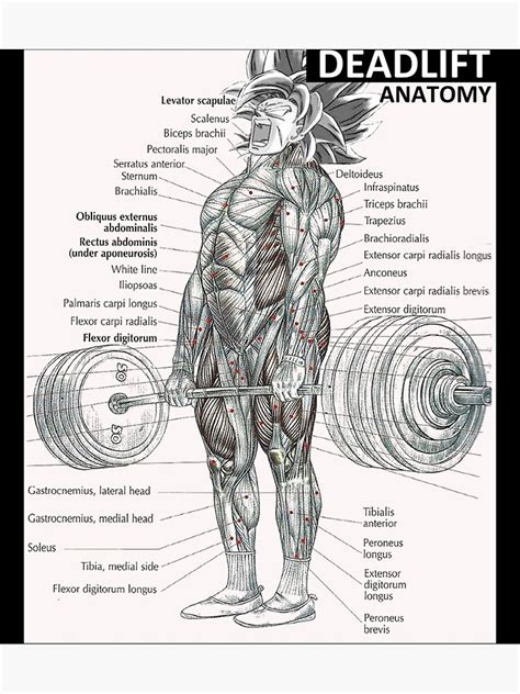 Deadlift Muscle Chart Anatomy Diagram Anime Gym Motivational Active T