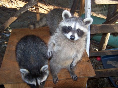 The Laughing Raccoon: Dancing babies!