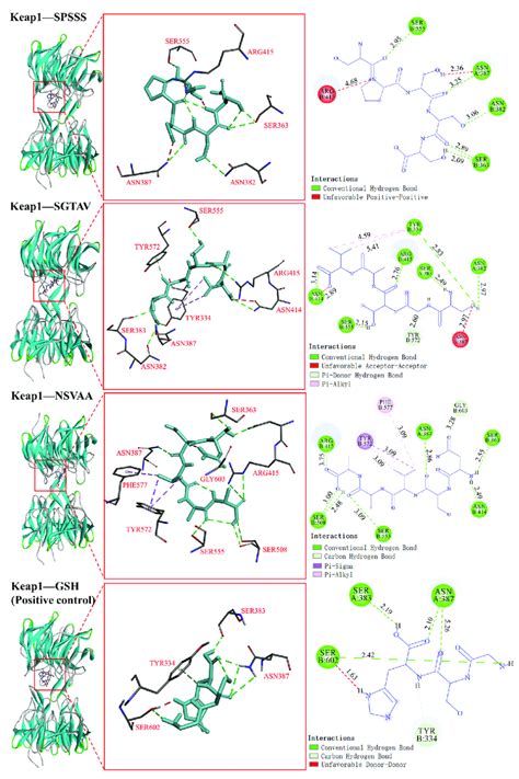 Visualization Of Molecular Docking Of Antioxidant Peptides Spsss