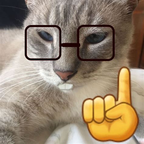 Gato Nerd Con Lentes Nerd Gato Con Lentes Gatito