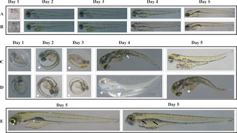 Rapid Evaluation Of Toxicity Of Chemical Compounds Using Zebrafish