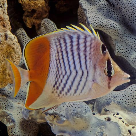 Pearlscale Butterflyfish - Fish and Coral Store