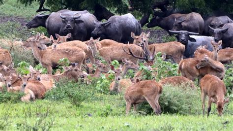 Sempat Ditutup Akibat Terjadi Kebakaran Taman Nasional Baluran Kembali