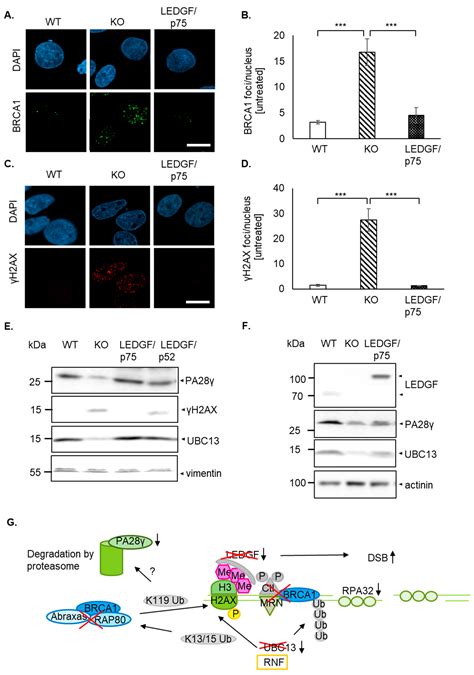 Ijms Free Full Text Ledgfp75 Is Required For An Efficient Dna