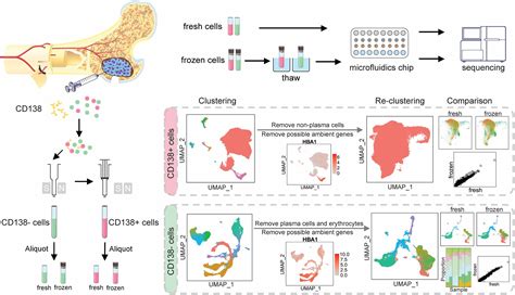 Frontiers Cryopreservation Preserves Cell Type Composition And Gene