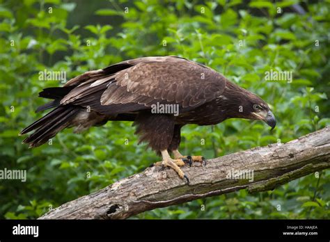 Female Bald Eagle Stock Photos & Female Bald Eagle Stock Images - Alamy