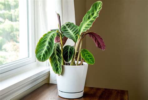 Cómo cultivar y cuidar la Calathea Warscewiczii BestHome365