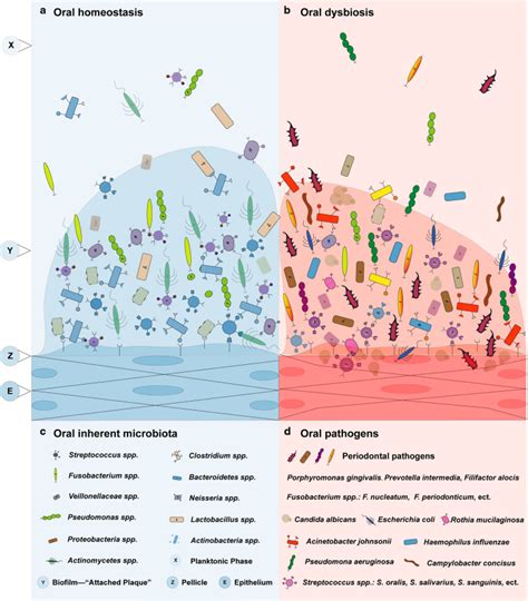 Crosstalk Between The Oral Microbiota Mucosal Immunity And The