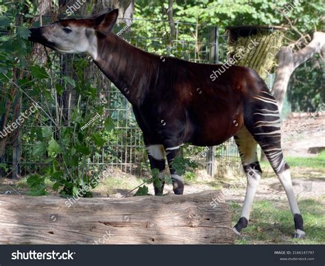 Okapi Okapia Johnstoni Known Forest Giraffe Stock Photo 2166147797