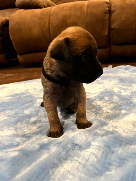 Black2 « Mastiff Puppies for sale – Two Ponds Kennel