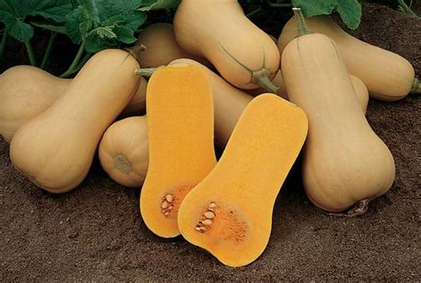 Burpee Squash Butternut Butterbush Lucas Greenhouses