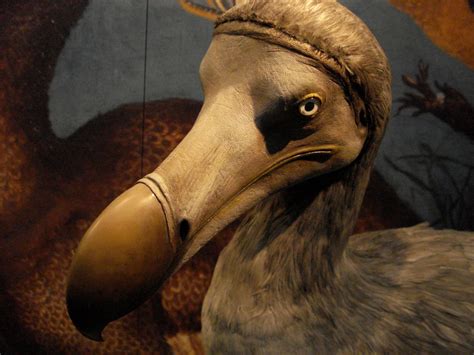 Is The Teacher Going The Way Of The Dodo Teaching English With Oxford