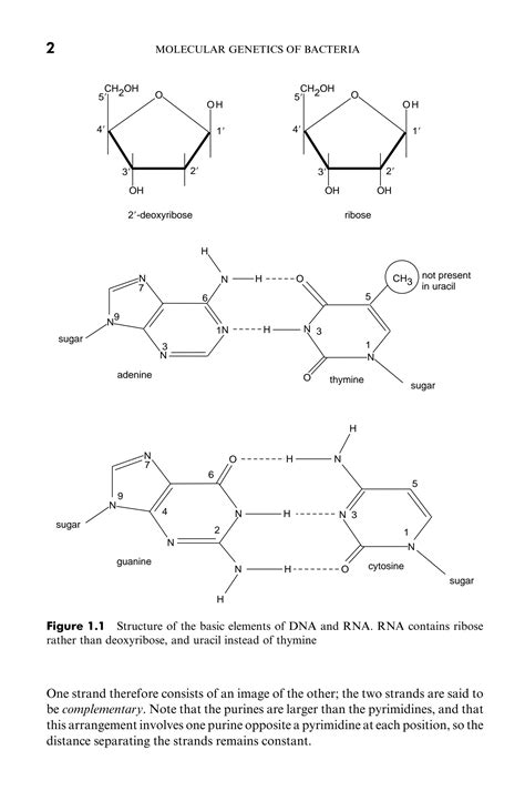 Solution Molecular Genetics Of Bacteria Nucleic Acid Structure And